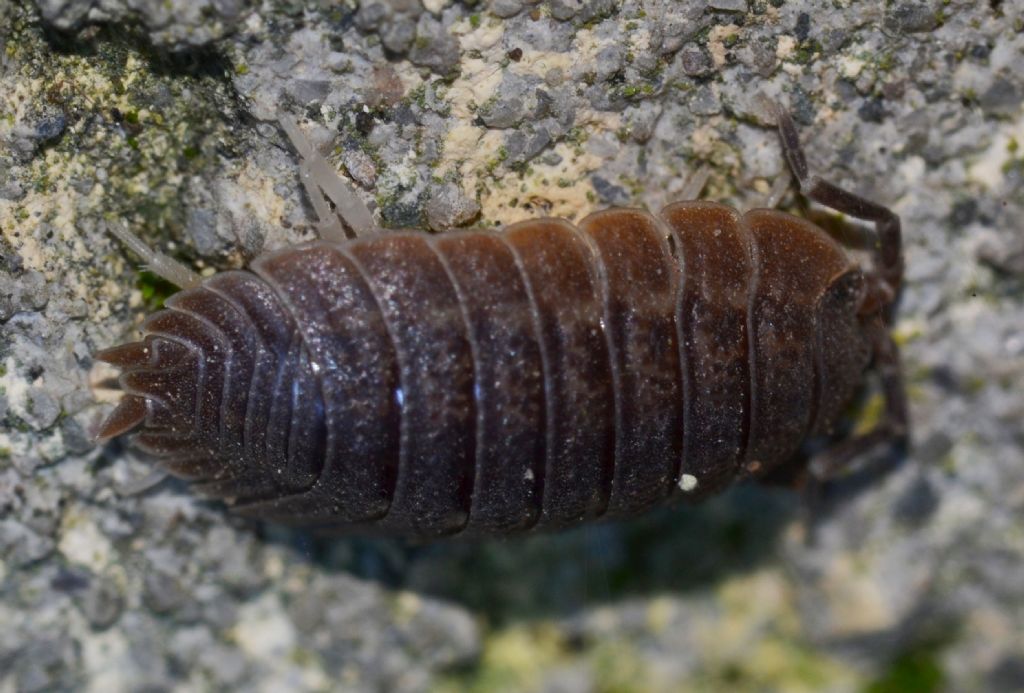 Oniscus - Porcellio ? (153)